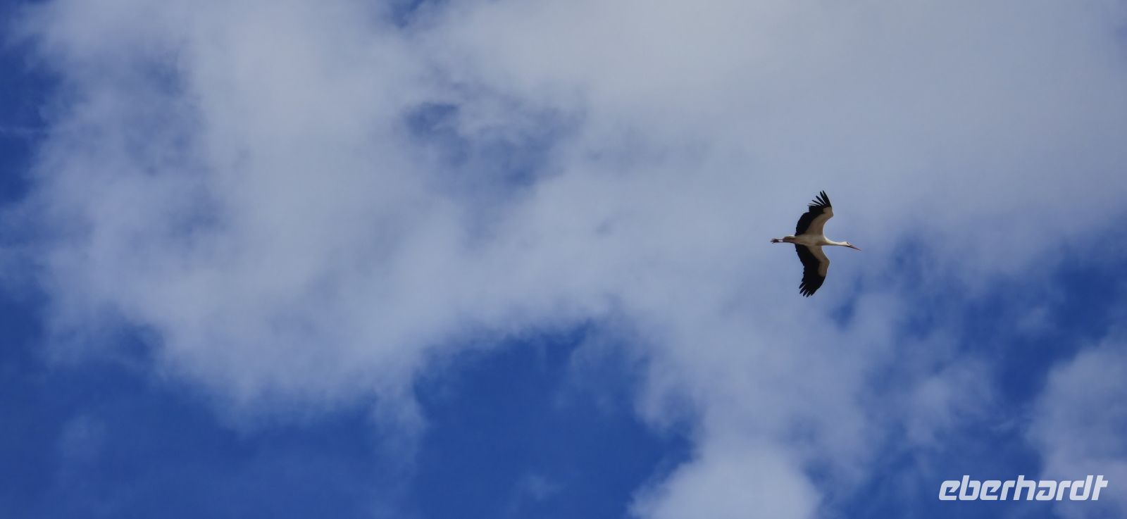 Störche über Silves