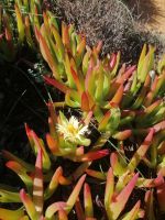 Carpobrotus - essbare Mittagsblume