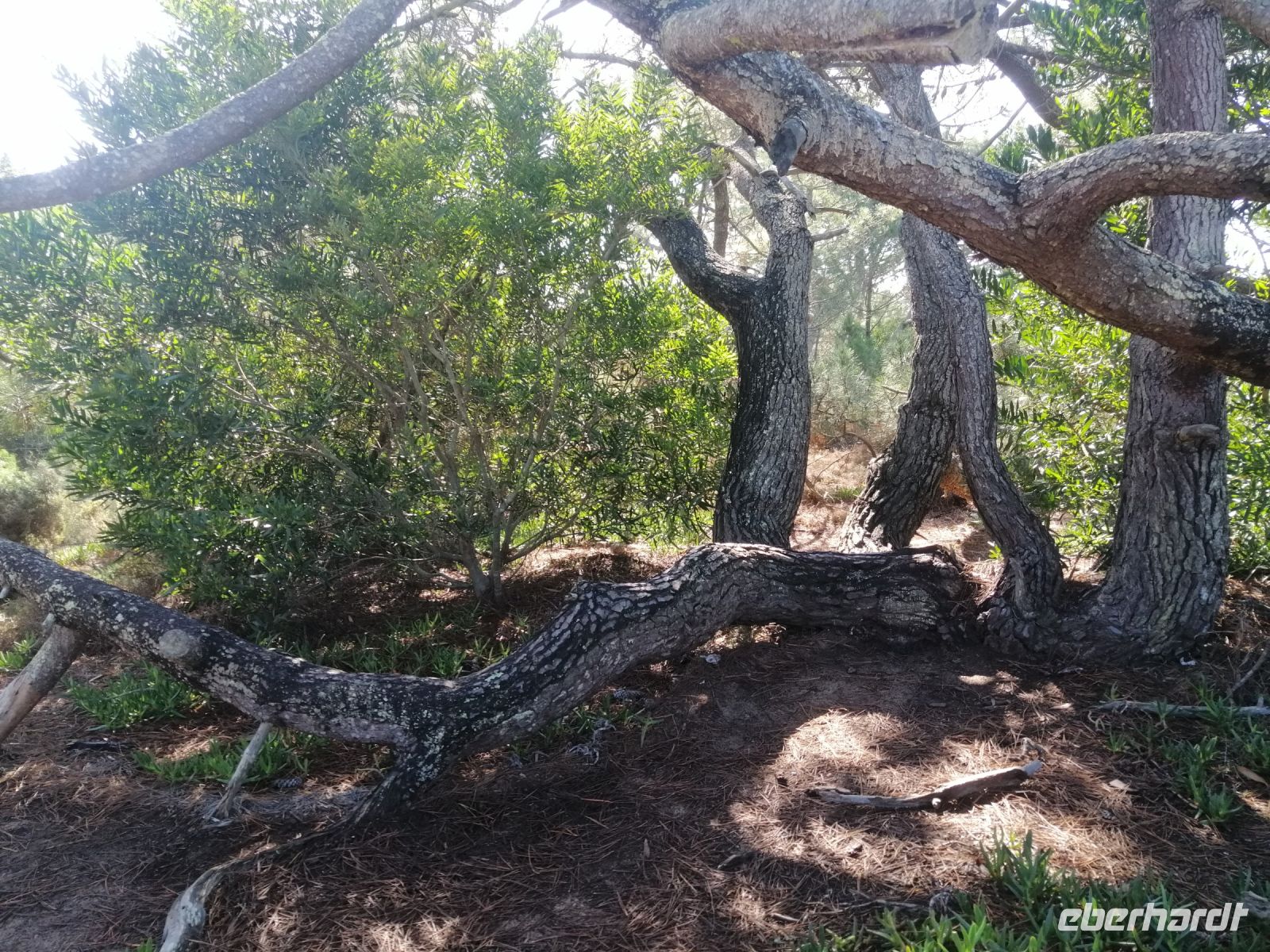 Passage durch einen Pinienwald 