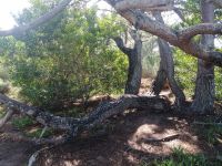 Passage durch einen Pinienwald 