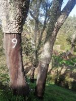 Korkeiche nach der Ernte im Jahr 2019