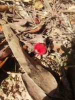 die Früchte vom Erdbeerbaum sind die Grundlage für Medronho - ein traditioneller Obstschnaps aus Portugal