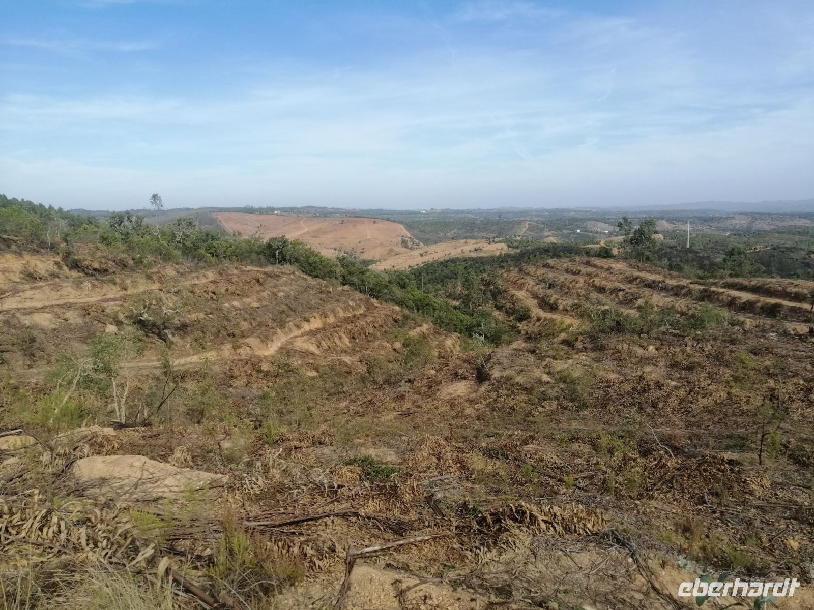 Wanderung Land und Leute: der abgeholzte Eukaliptyswald