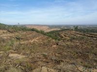 Wanderung Land und Leute: der abgeholzte Eukaliptyswald