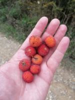 Die Früchte des Erdbeebaums sind echt lecker!
