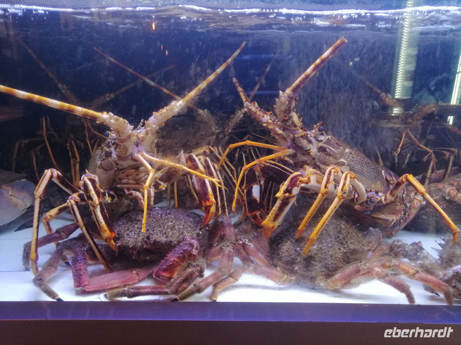 Restaurant Costa Alentejana in Zambujeira do Mar