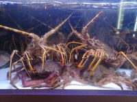 Restaurant Costa Alentejana in Zambujeira do Mar