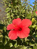 Überall grünt und blüht es 