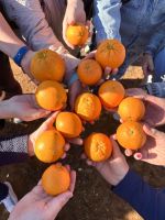 Gut versorgt mit selbstgepflückten Orangen