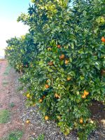 Orangenplantage mit Führung und selbst pflücken