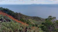 Panorama Madeira mit Kakteen, Blumen, Meer, Küste