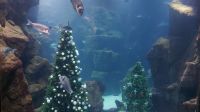 Aquarium in Porto Moniz Weihnachten Silvester