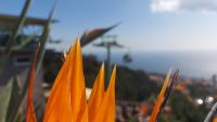 Strelitzien, Blick auf Seilbahn, Madeira, Funchal, Monte