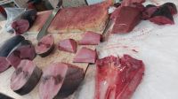 Madeira, Portugal: Markthalle, Thunfisch