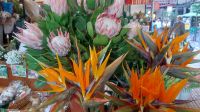 Madeira, Markthalle. Blumen