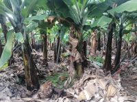 Führung entlang der Rota da Banana