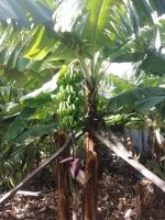 Führung entlang der Rota da Banana