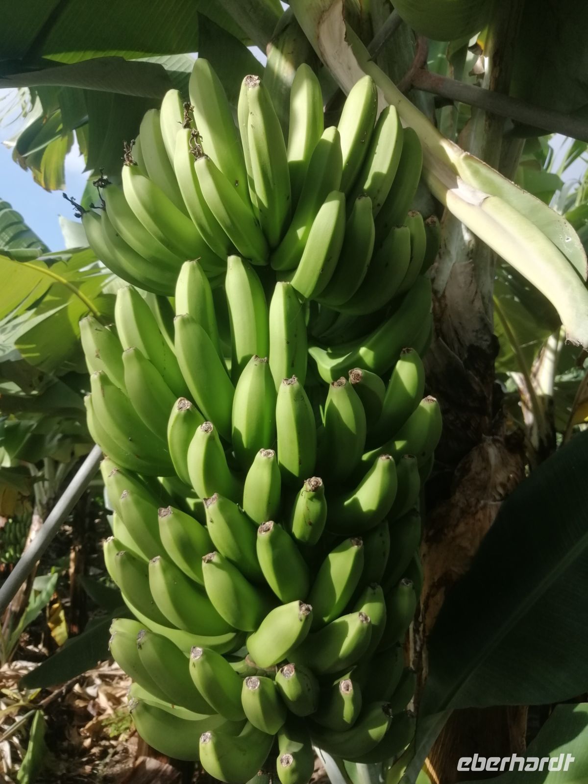 Führung entlang der Rota da Banana