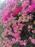 Besichtigung des botanischen Gartens - Jardim Botanico, Funchal