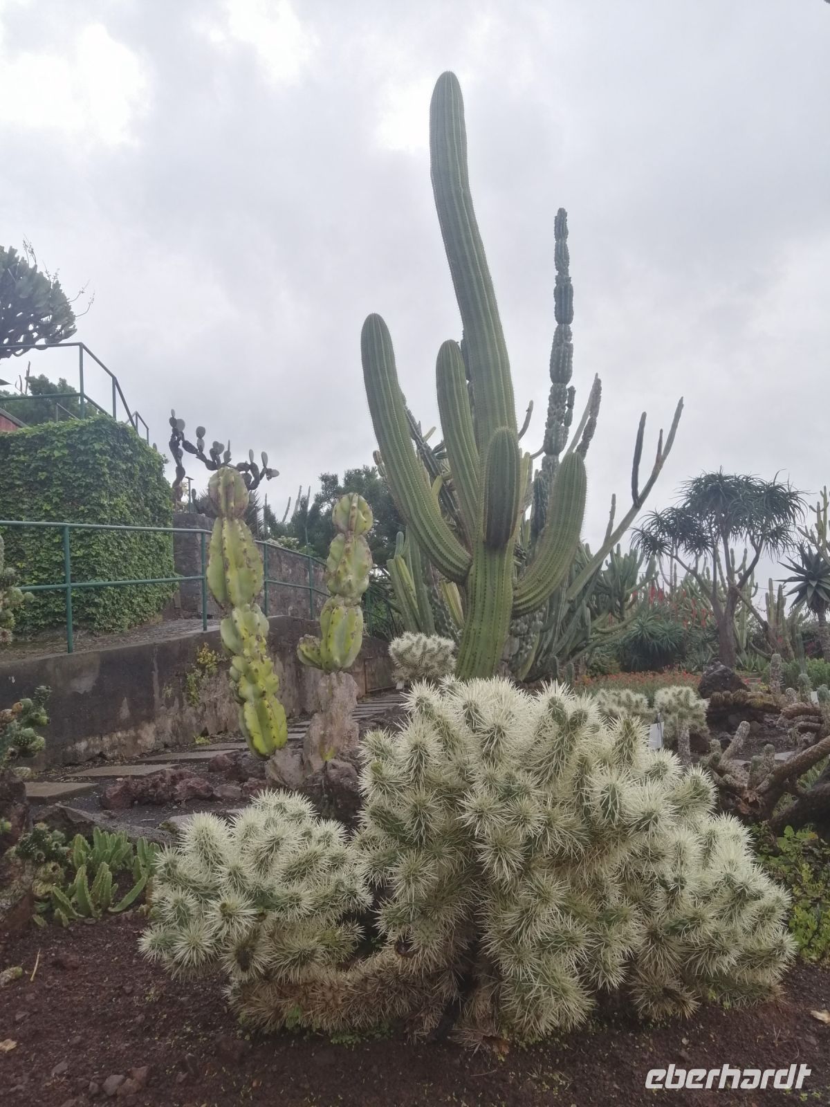 Besichtigung des botanischen Gartens - Jardim Botanico, Funchal