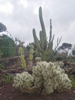 Besichtigung des botanischen Gartens - Jardim Botanico, Funchal