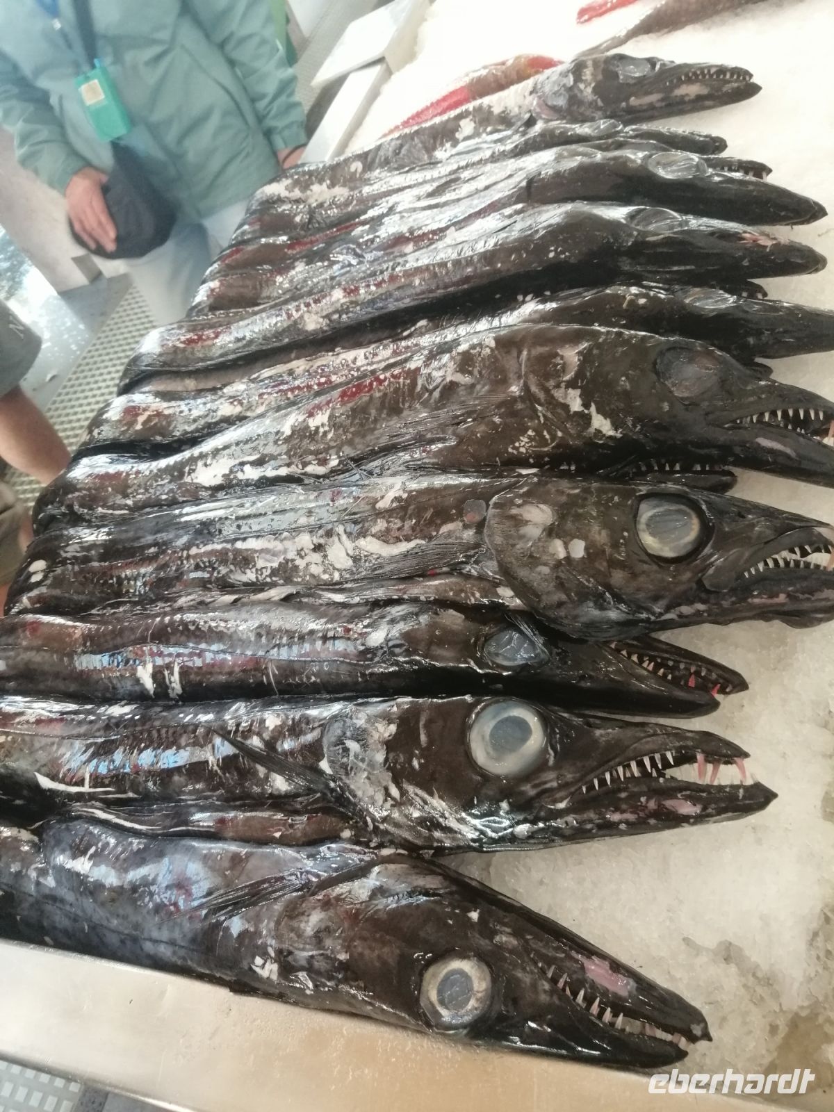 Markthalle in Funchal: der schwarze Degenfisch