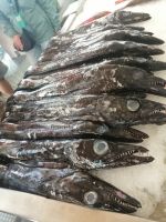 Markthalle in Funchal: der schwarze Degenfisch