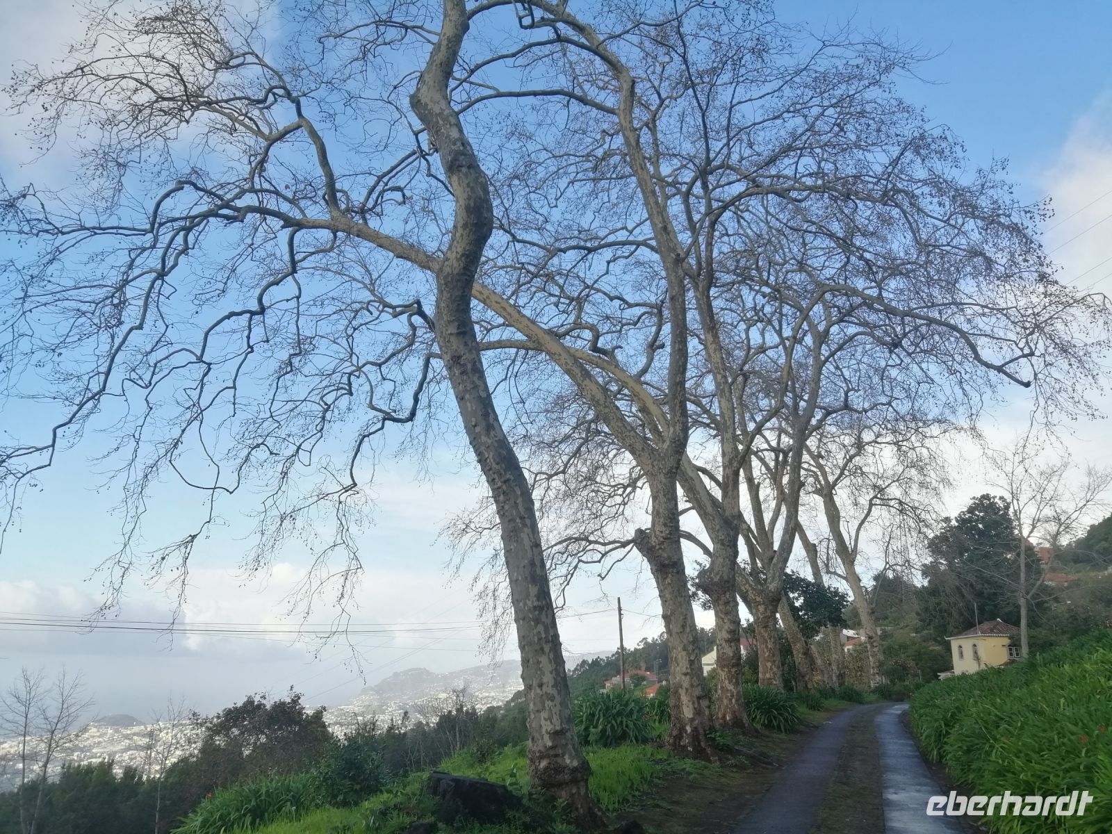 Palheiro Gardens (Blandys Garten)