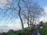 Palheiro Gardens (Blandys Garten)