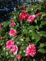 Palheiro Gardens (Blandys Garten)