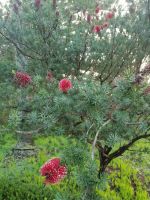 Besichtigung von Palheiro Gardens (Blandys Garten)