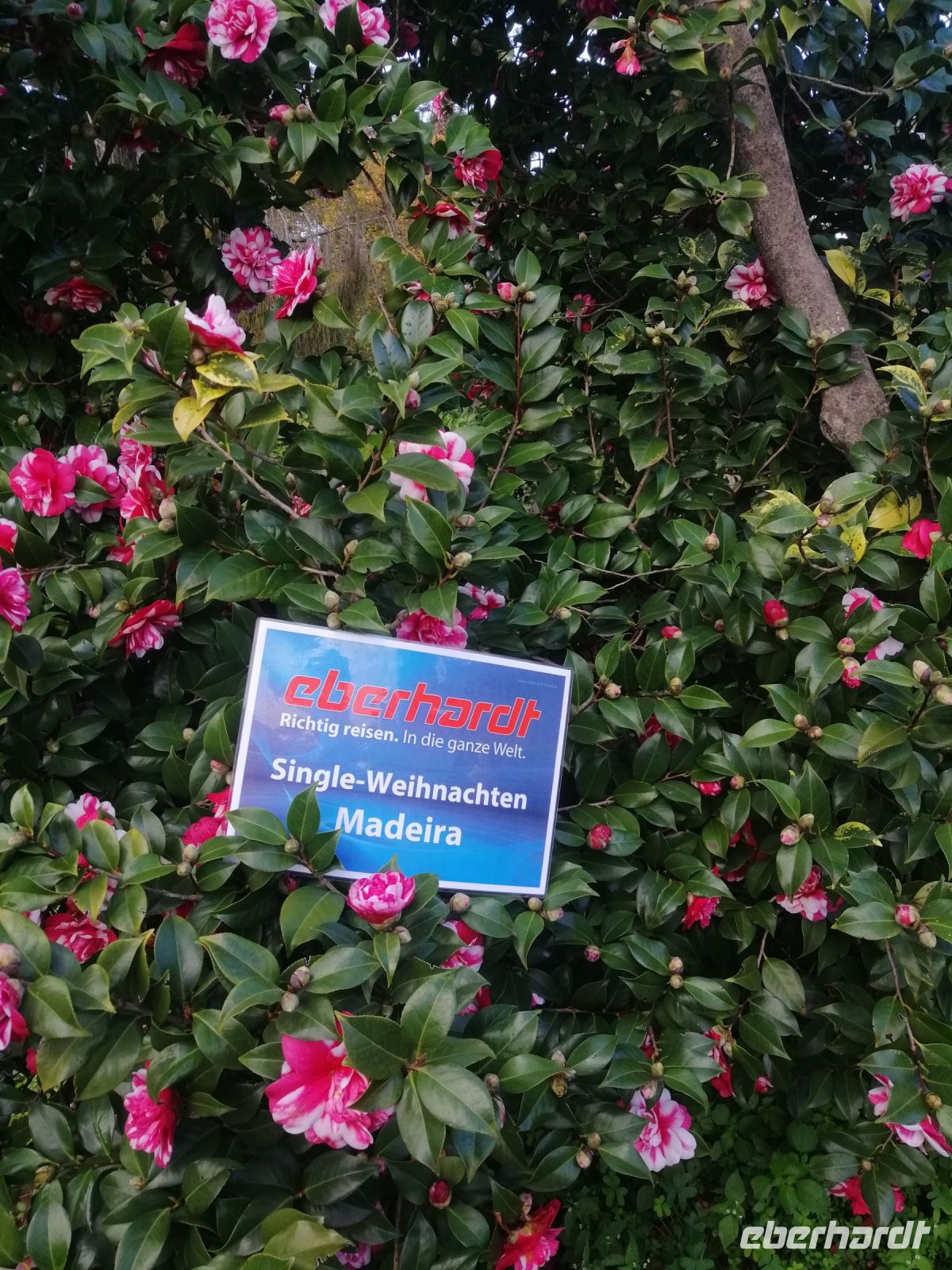 Besichtigung von Palheiro Gardens (Blandys Garten)