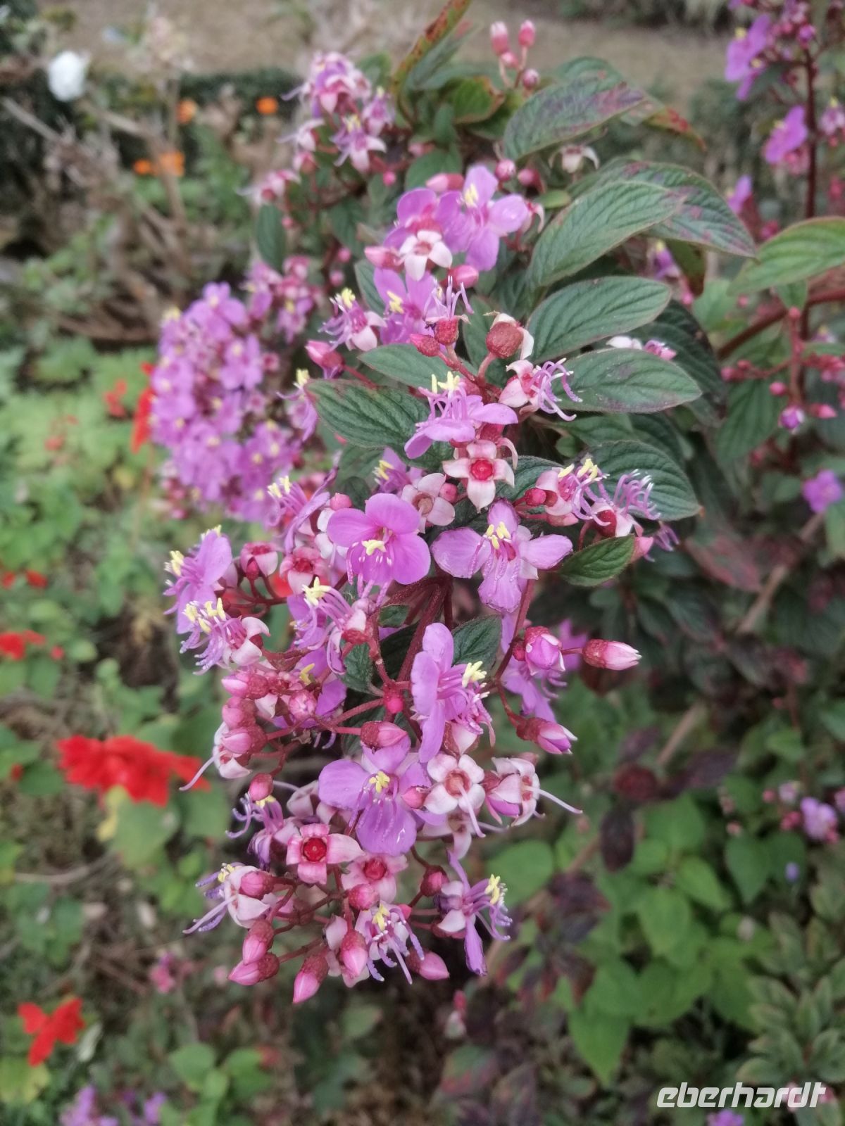 Besichtigung von Palheiro Gardens (Blandys Garten)