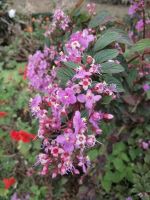 Besichtigung von Palheiro Gardens (Blandys Garten)