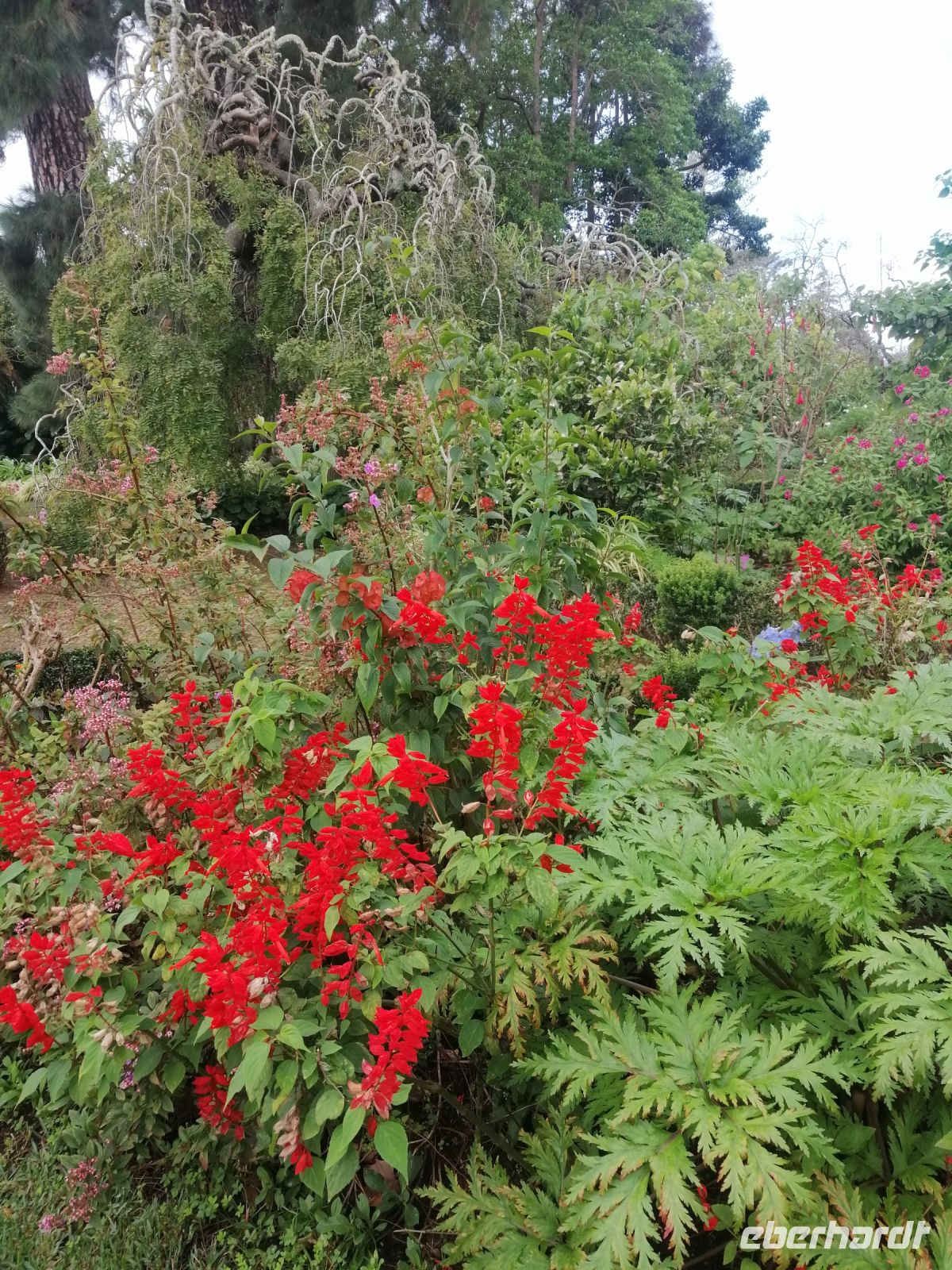 Besichtigung von Palheiro Gardens (Blandys Garten)