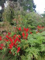 Besichtigung von Palheiro Gardens (Blandys Garten)