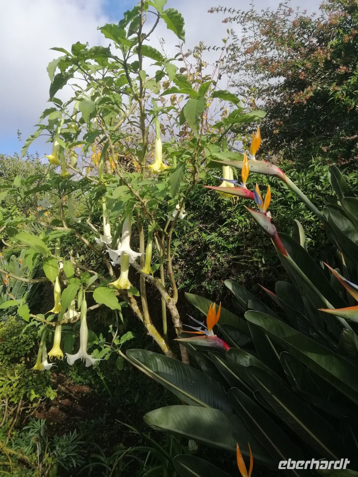 Besichtigung von Palheiro Gardens (Blandys Garten)