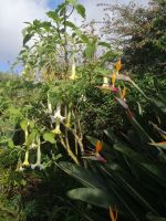Besichtigung von Palheiro Gardens (Blandys Garten)