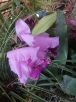 Orchideen Garten - Quinta do Boa Vista