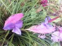 Orchideen Garten - Quinta do Boa Vista