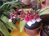 Orchideen Garten - Quinta do Boa Vista