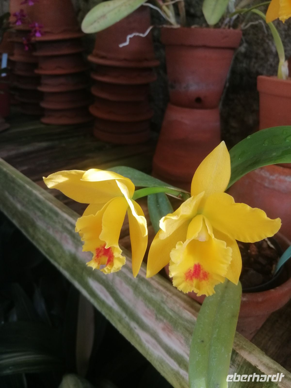 Orchideen Garten - Quinta do Boa Vista