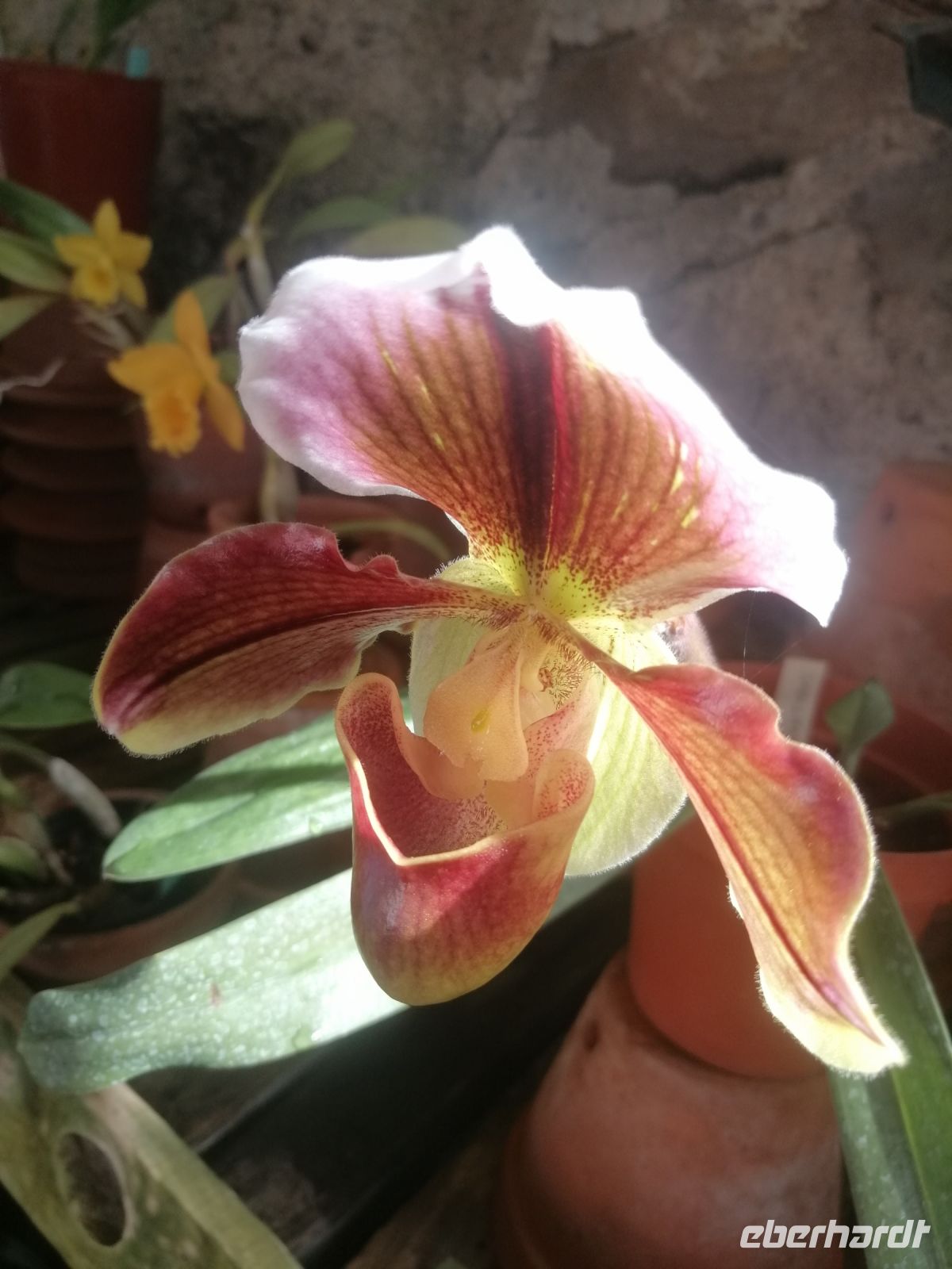 Orchideen Garten - Quinta do Boa Vista