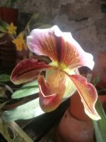 Orchideen Garten - Quinta do Boa Vista