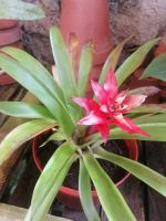 Orchideen Garten - Quinta do Boa Vista