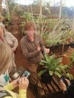 Vorführung der Befruchtung einer Orchide, Quinta do Boa Vista