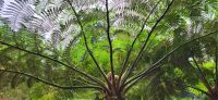 43 herrliche Baumfarne