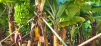 79 Bananenstauden