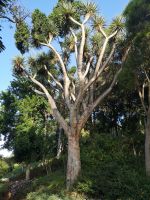 Die Exoten im botanischen Garten 
