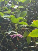 Unser Weg ist mit den Blumen geschmückt